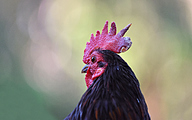 Bantam Rooster